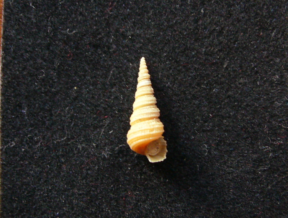 Libecciata!
